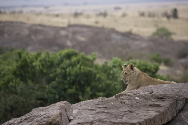 Joven León macho en el Masai Mara — Foto de Stock