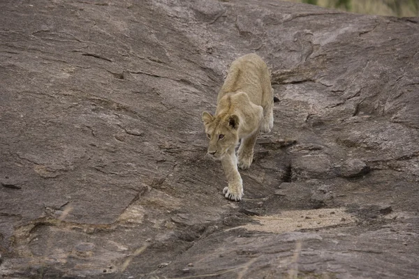 Masai Mara 'daki genç aslan. — Stok fotoğraf