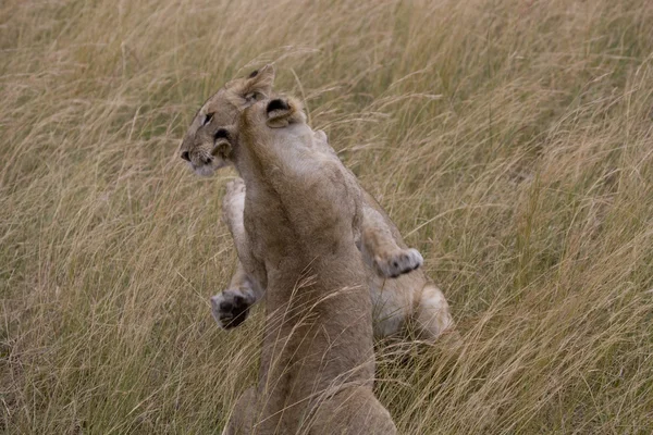 マサイマラ国立保護区でのライオン カブスを再生します。 — ストック写真