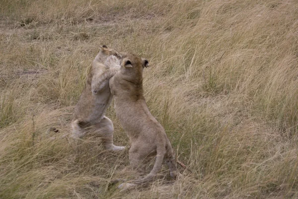 Молоді леви грати боротьбі в Масаї Мара — стокове фото