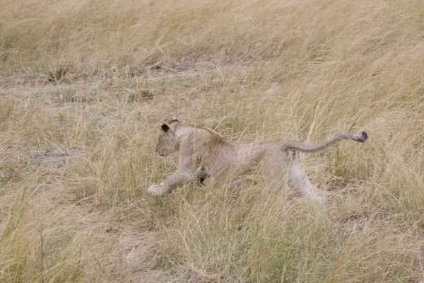 Leão macho jovem correndo na Masai Mara — Fotografia de Stock