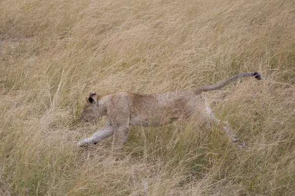 Νεαρό αρσενικό λιοντάρι τρέχει σε το Μασάι Μάρα — Φωτογραφία Αρχείου