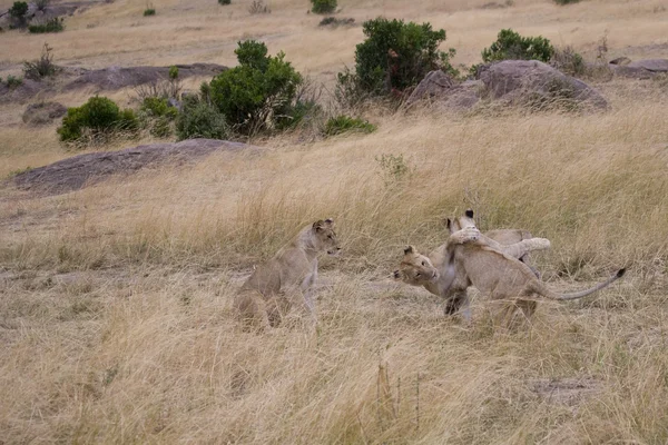 Lion louveteaux jouer dans le Masai Mara — Photo