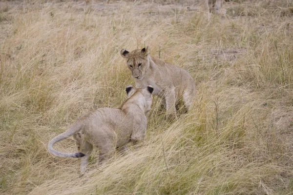 Λιοντάρι cubs Παίξτε το Μασάι Μάρα — Φωτογραφία Αρχείου