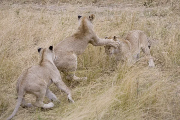Lvíčat hrají v masai mara — Stock fotografie