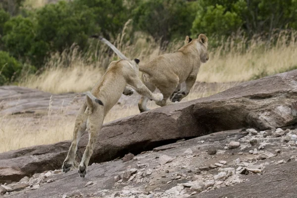 Filhotes de leão jogam na Masai Mara — Fotografia de Stock
