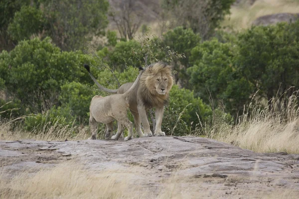 狮子感到自豪，马赛马拉-肯尼亚 — 图库照片