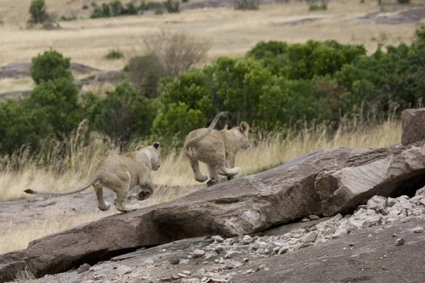 León cachorros jugar en el Masai Mara — Foto de Stock
