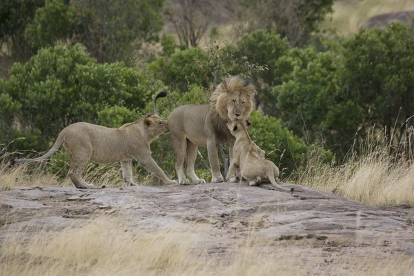 Lví hrdost masai mara - Keňa — Stock fotografie