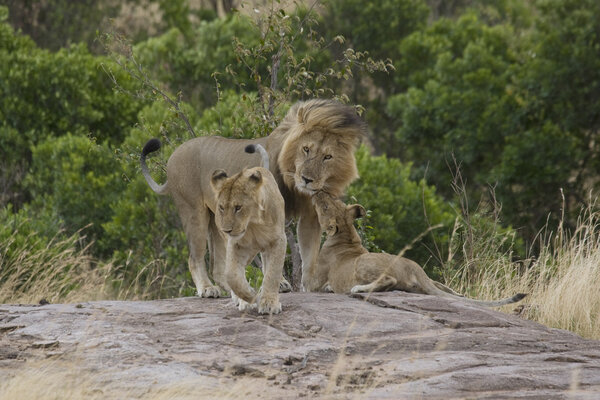 Lion pride Masai Mara - Kenya