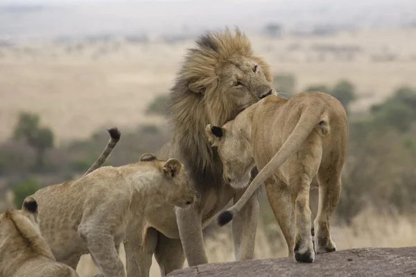Lejon stolthet masai mara - kenya — Stockfoto
