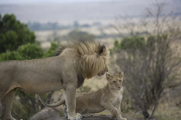 Mândria leului Masai Mara - Kenya — Fotografie, imagine de stoc