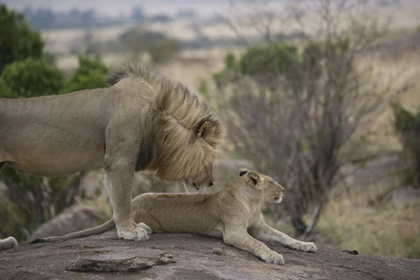 Orgulho do leão Masai Mara - Quênia — Fotografia de Stock