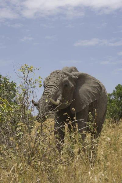 L'éléphant se nourrit dans les plaines du Masai Mara — Photo