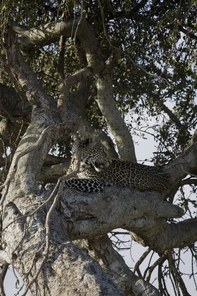 Leopard ontspannen in een boom in de masai mara — Stockfoto