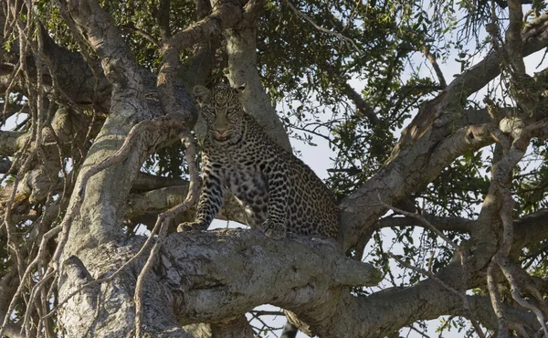 Leopard розслабляючий на дереві в Масаї Мара — стокове фото