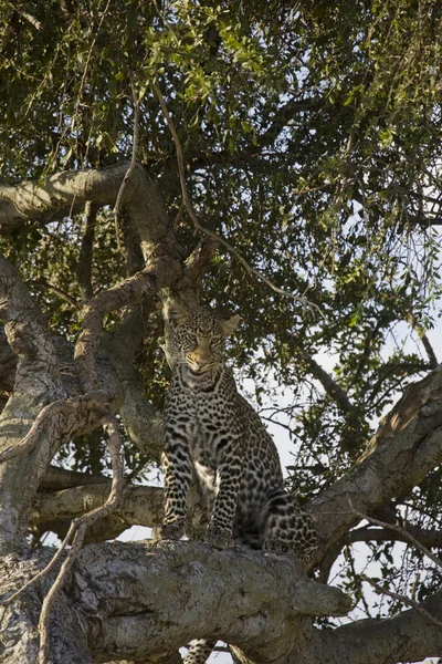 Леопард отдыхает на дереве в Масаи Мара — стоковое фото
