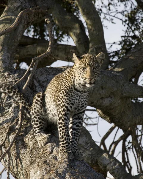 Leopardo relajándose en un árbol en el Masai Mara —  Fotos de Stock