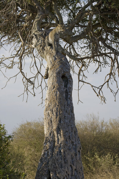 Leopard relaxing in a tree in the Masai Mara