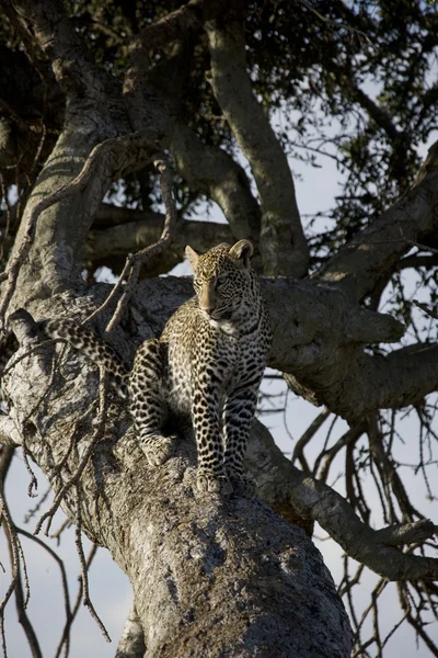 Léopard relaxant dans un arbre du Masai Mara — Photo