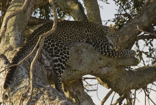En leopard avkopplande i ett träd i masai mara — Stockfoto