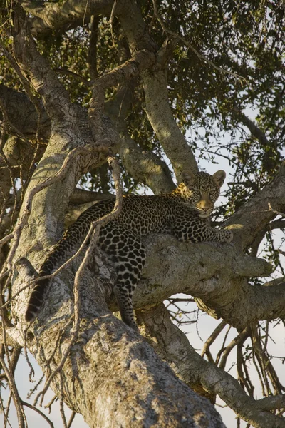 Λεοπάρδαλη χαλαρώνοντας σε ένα δέντρο στο το Μασάι Μάρα — Φωτογραφία Αρχείου