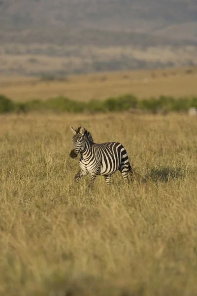 Zebra w masai mara — Zdjęcie stockowe