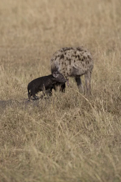 Hyena och cub i masai mara — Stockfoto