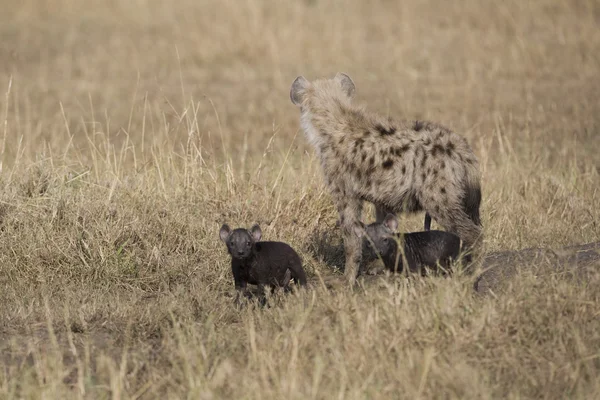 Hieny i cub w masai mara — Zdjęcie stockowe