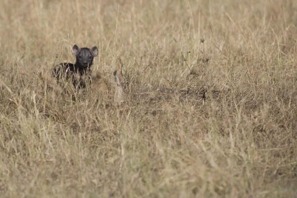 Cachorro de hiena muy joven en el Masai Mara — Foto de Stock