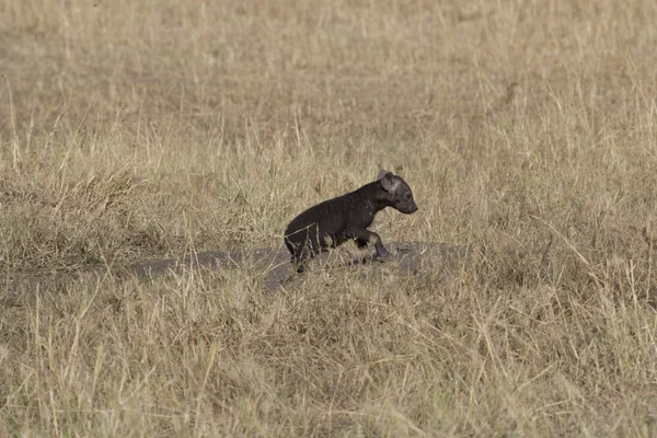 Zeer jonge hyena's cub in de masai mara — Stockfoto