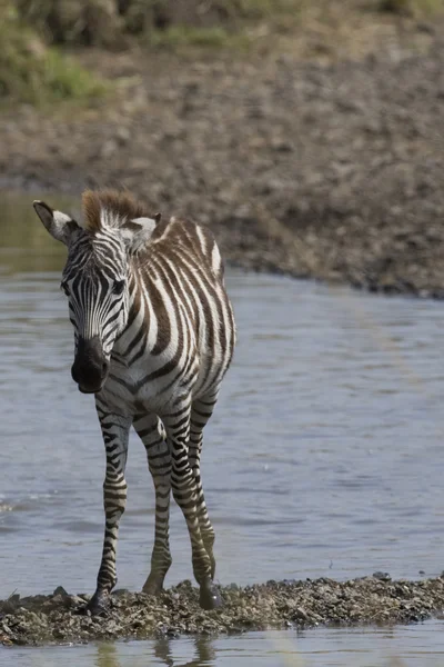 Zebra finds solid ground in the river — Stock Photo, Image