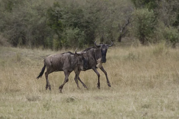 Wildebeest húmedo que corre hacia la Mara después de cruzar el río —  Fotos de Stock