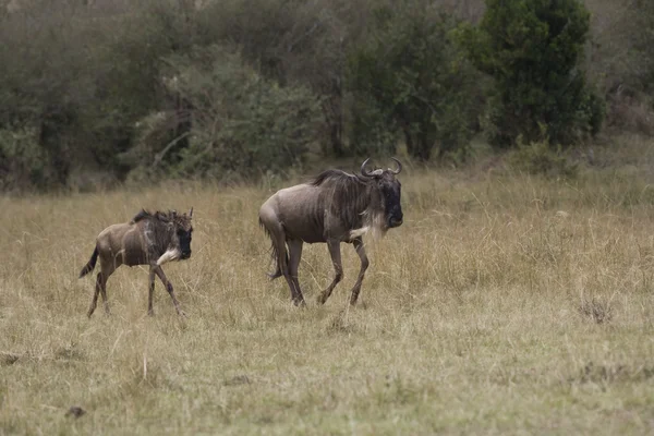Стадо антилоп гну, наближається до річки Мара — стокове фото