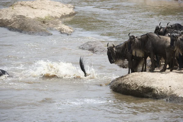 Κοπάδι γκνου, διασχίζοντας το ποτάμι mara — Φωτογραφία Αρχείου