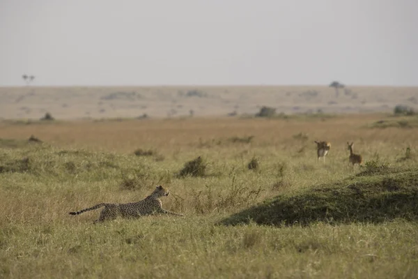 雌チーター マサイマラ国立保護区でのインパラを追いかける — ストック写真