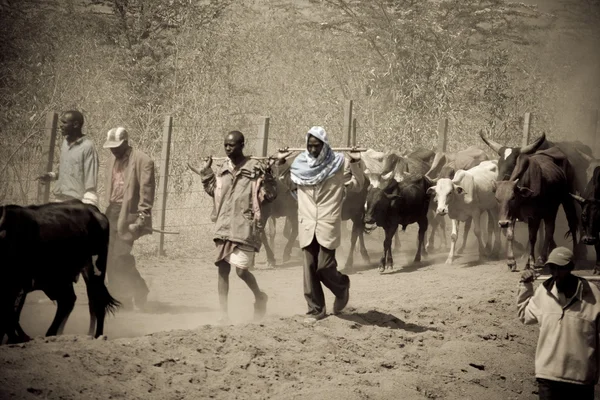 Des hommes kenyans conduisent leur bétail vers de nouveaux pâturages — Photo