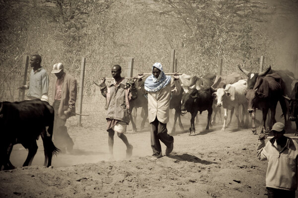 Kenyan Men walk their cattle to new pastures