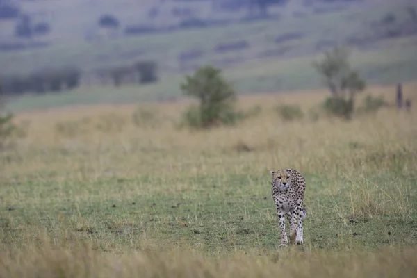 Cheetah on the move in the Masai Mara