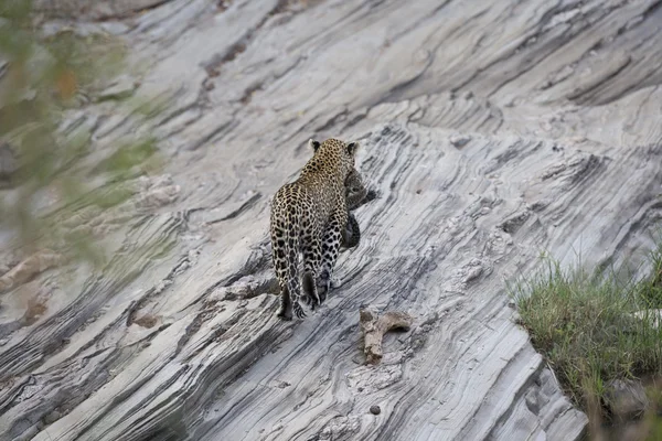 Leopardenweibchen tragen ein sehr junges Junges — Stockfoto
