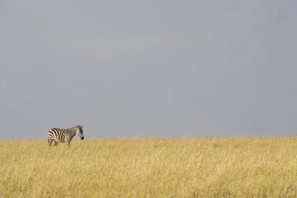 Cebra en el Masai Mara —  Fotos de Stock