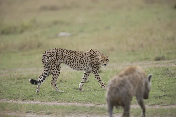 Cheetah wandelingen voorzichtig verleden een hyena — Stockfoto