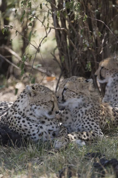 Familia Cheetah en el Masai Mara —  Fotos de Stock