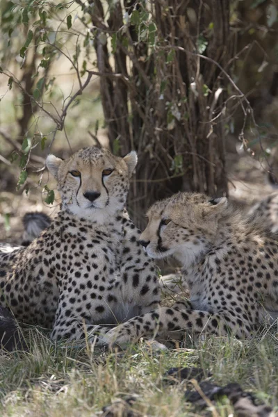 stock image Cheetah family in the Masai Mara