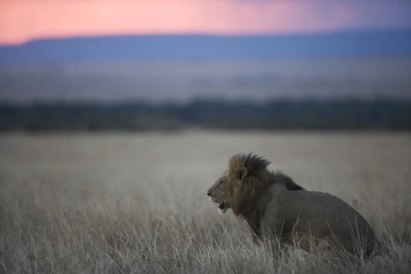 雄性狮子在日落时马赛马拉 — 图库照片