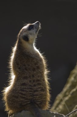 Nöbetçi meerkat sky için tehlikeli görünüyor.