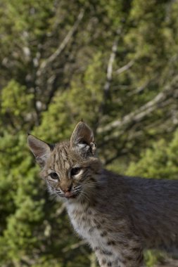 Bobcat kedi yavrusu ormanda