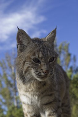 Puma usa un árbol como un buen punto de vista