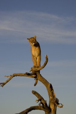 Puma bir ağaç iyi bir görüş noktası olarak kullanır.