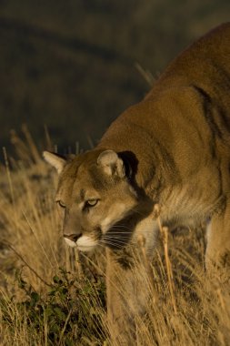 Dağ aslanı, Puma Montana